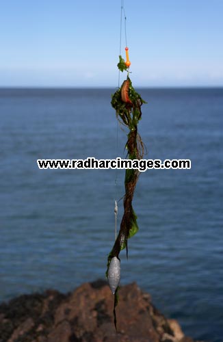 seaweed and ragworm