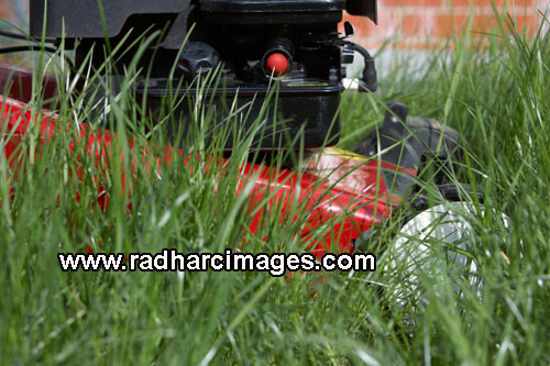 petrol lawnmower in long grass