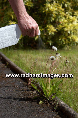 spraying weedkiller on weeds