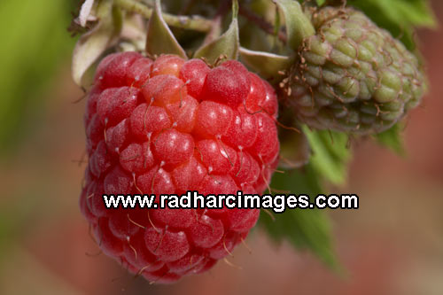 home grown raspberries