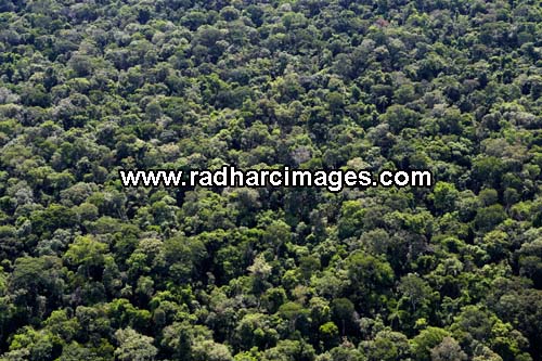 Brazilian rainforest near Iguazu