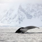 Humpback whale tail Antarctica