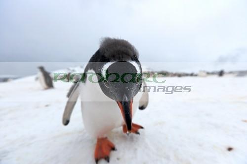 penguin colony on cuverville island antarctica