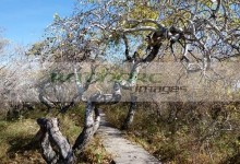 the crooked bush group of twisted aspen trees Saskatchewan Canada