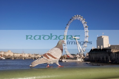London pigeon walking across westminster bridge over the river thames with london eye England UK United kingdom